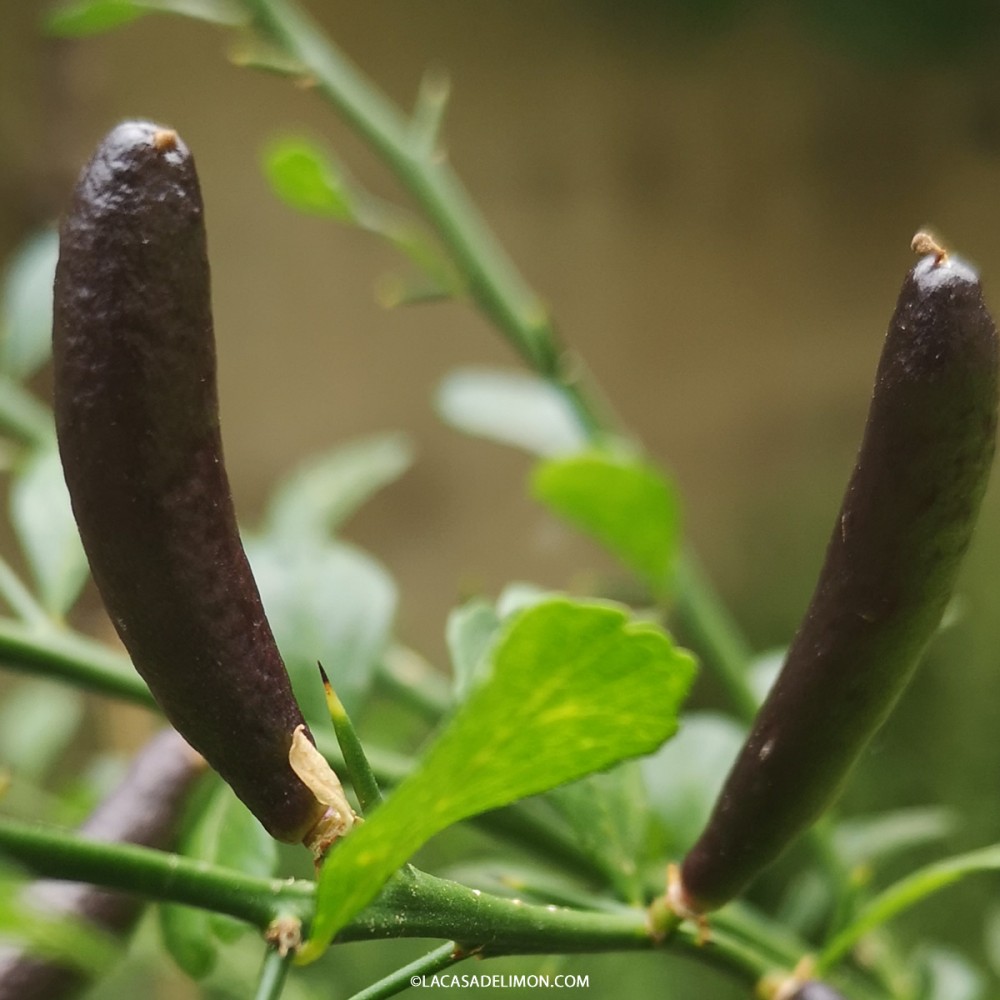 Venta De Semillas De Limon Caviar RainForest | La Casa Del Limon Caviar