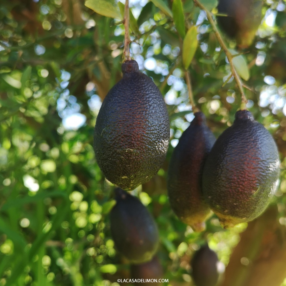 Venta De Semillas De Limon Caviar Microcitrus Australasica F.Muell | La ...