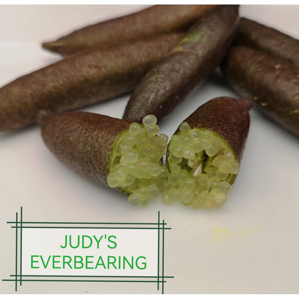 Judy's Everbearing Graines...