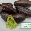 Voilà un de nos citrons caviar préféré ! Le DURHAM'S EMERALD, rare, avec ses perles très vertes "fluo", extraordinaire, des arômes très verts et floraux. Nius récoltons en ce moment.

¡Este es uno de nuestros LIMÓN Caviar, caviar citrico favoritos! DURHAM'S EMERALD , rara, con sus perlas verdes muy "neón", aromas extraordinarios, muy verdes y florales. Estamos cosechando en este momento. 

#citroncaviar #sanspesticides #caviarcitricos #agriculturenaturelle #agriculturebiologique #durhamsemerald