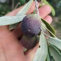 Actualmente estamos recolectando nuestras aceitunas. Cultivado de forma natural, sin pesticidas ni fertilizantes químicos. Sólo bien, bien y más bien. ¡Son preciosos, nos encantan!

 #olives #olivesbio #aceitunas